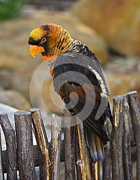 Dusky Lory