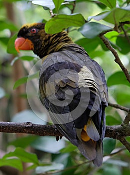 Dusky Lory Parrot