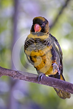 The dusky lory is perched on a bush