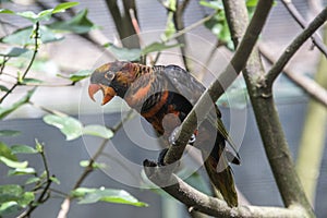 The dusky lory Pseudeos fuscata