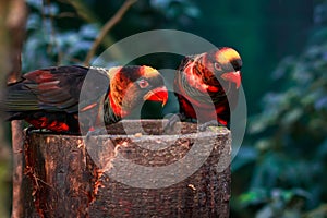 Dusky lory (Pseudeos fuscata)