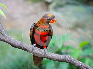 Dusky lory Pseudeos fuscata is a species of parrot also known as white-rumped lory, the dusky-orange lory, banded lories and dus