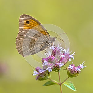Dusky Meadow Brown butterfly