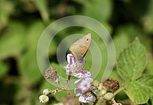 The dusky meadow brown pollinating on the holy bramble flower.