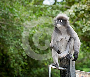 Dusky monkey sitting on sign post with trees in the background
