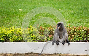 Dusky monkey sitting on wihite wall with flowers and grass in the background