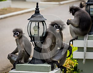 Dusky monkeys sitting on platforms next to lamps