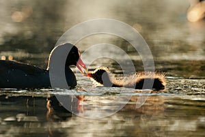 Dusky Moorhen chick