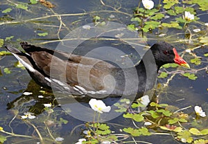 Dusky Moorhen Chicks