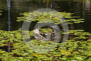 Dusky moorhen (gallinula tenebrosa) building a nest amongst the waterlilies photo