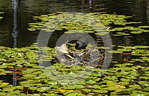 Dusky moorhen (gallinula tenebrosa) building a nest amongst the waterlilies photo