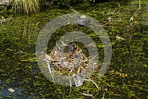 Dusky moorhen gallinula tenebrosa on nest photo