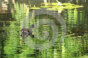 Dusky Moorhen, Gallinula tenebrosa, on pond photo