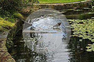 Dusky moorhen (gallinula tenebrosa) in pond photo