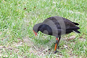 Dusky Moorhen (Gallinula tenebrosa) photo