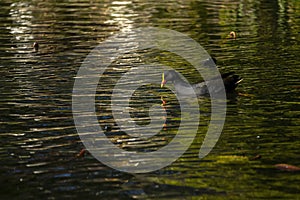 Dusky moorhen (gallinula tenebrosa) swimming in pond photo