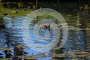 Dusky moorhen (gallinula tenebrosa) swimming in pond photo