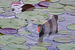 Dusky Moorhren Gallinula tenebrosa at Mapleton Lilyponds