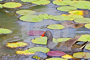 Dusky Moorhren Gallinula tenebrosa at Mapleton Lilyponds