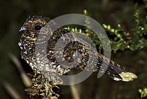 Dusky Nightjar 1