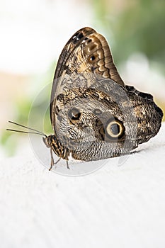 Dusky Owl-Butterfly Caligo illioneus close up