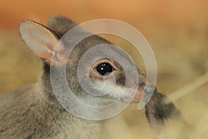 Dusky pademelon