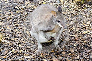 Dusky pademelon or dusky wallaby on the ground