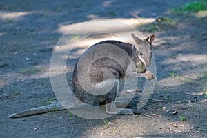 Dusky pademelon, marsupial