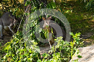 Dusky pademelon Thylogale brunii marsupial, portrait