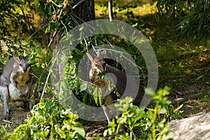 Dusky pademelon Thylogale brunii marsupial, portrait photo