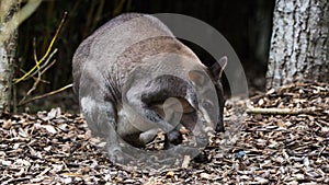 Dusky pademelon in a wooded area