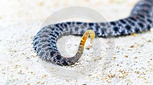 Dusky Pigmy or Pygmy Rattlesnake - Sisturus miliarius barbouri, close up View of the tail and tiny rattle