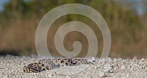 Dusky Pigmy Rattlesnake