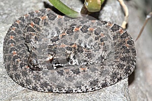 Dusky Pigmy Rattlesnake (Sistrurus miliarius barbouri)