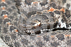 Dusky Pigmy Rattlesnake (Sistrurus miliarius barbouri) photo