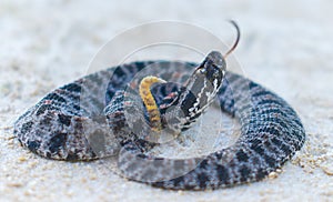 Dusky Pigmy Rattlesnake - Sisturus miliarius barbouri - side view of head with tongue out, showing yellow tail with rattle