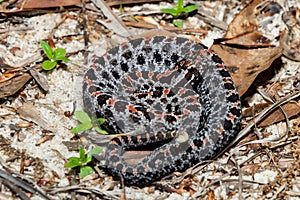 Dusky Pygmy Rattlesnake Sistrurus miliarius barbouri