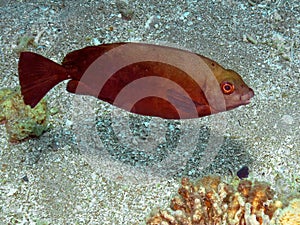 A Dusky Rabbitfish Siganus luridus in the Red Sea