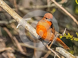 Adult Male Hepatic Tanager photo