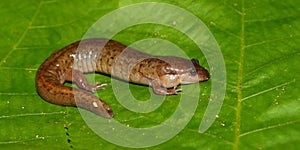 Dusky Salamander (Desmognathus conanti)