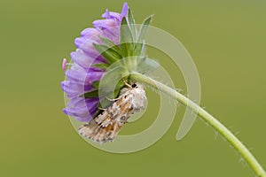 Dusky sallow moth & x28;Eremobia ochroleuca& x29; on flower