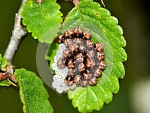 Dusky Shield bug nymphs with hatched eggs.