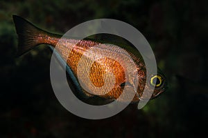 Dusky sweeper silvery brass fish