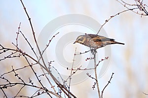 Dusky Thrush