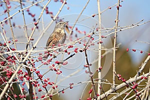 Dusky Thrush