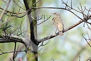 Dusky Thrush