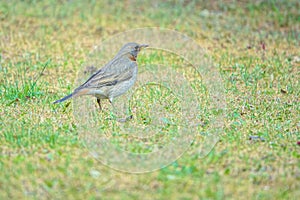 Dusky Thrush