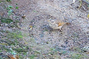 Dusky Thrush