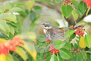 Dusky thrush