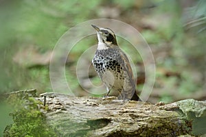 Dusky thrush Turdus eunomus banded white and black chest bird perching on timber log while searching for meal in early